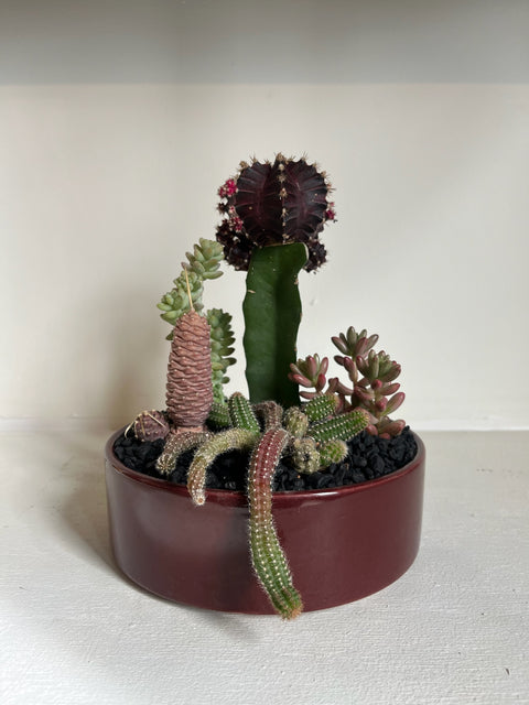 Plant Arrangement