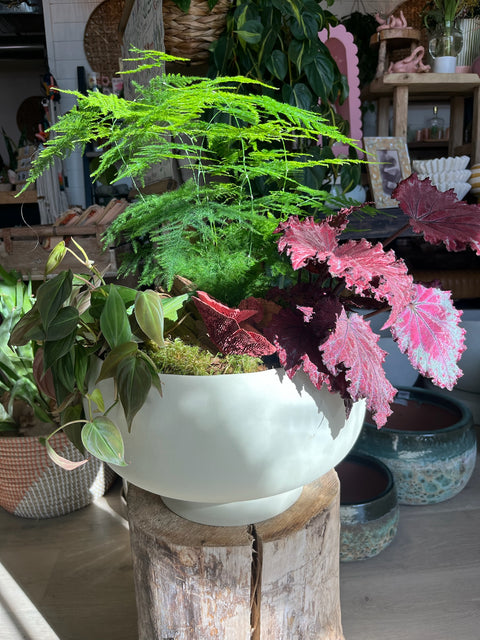 Plant Arrangement