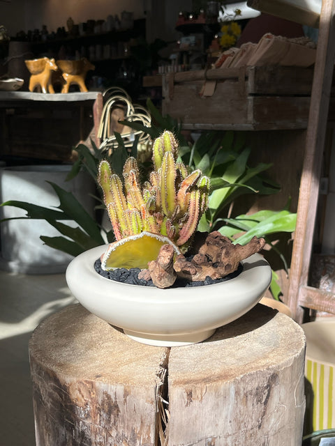 Plant Arrangement