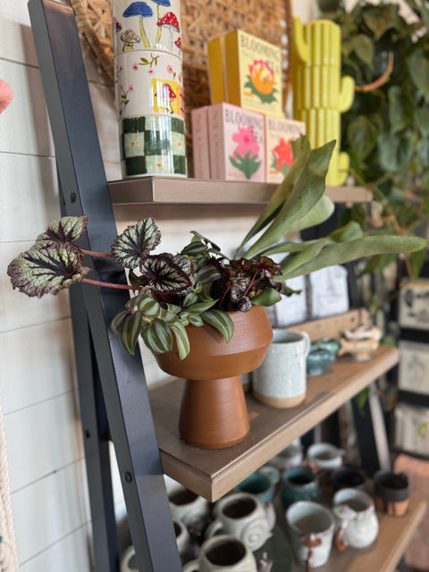 Plant Arrangement