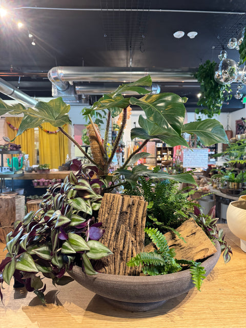 Plant Arrangement