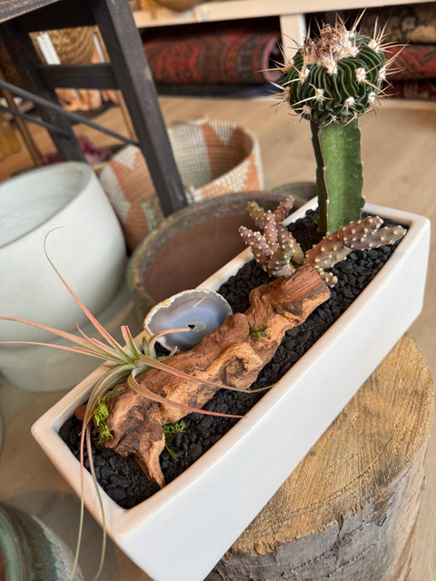 Plant Arrangement