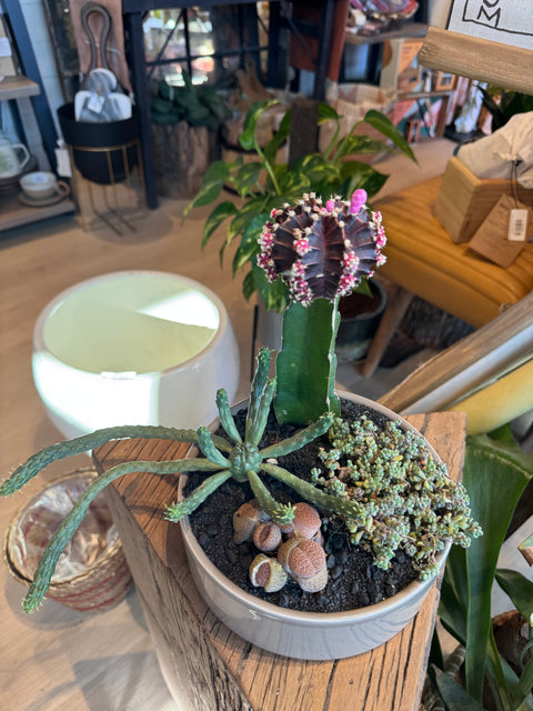Plant Arrangement