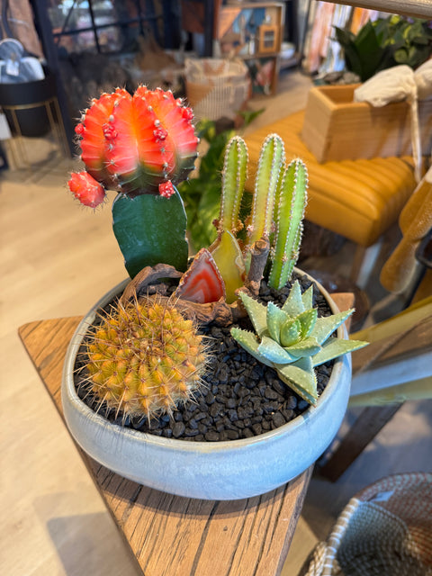 Plant Arrangement