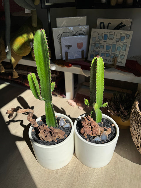 Plant Arrangement
