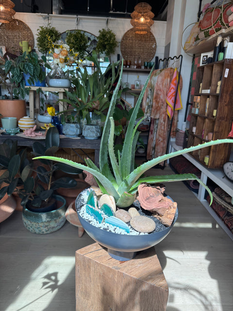 Plant Arrangement