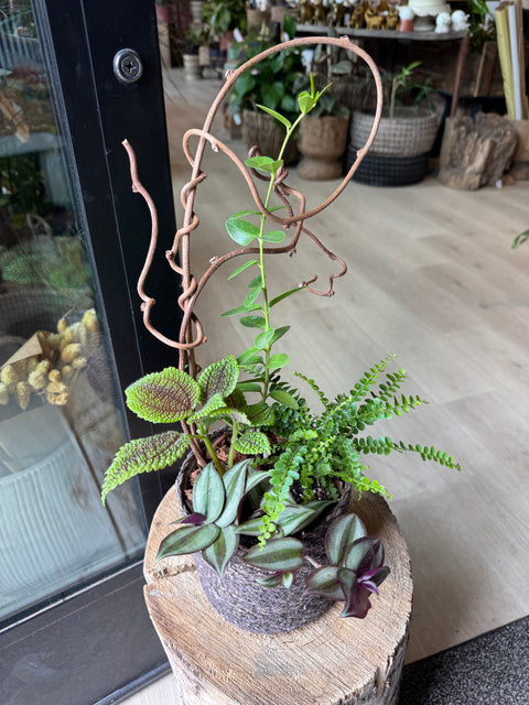 Plant Arrangement