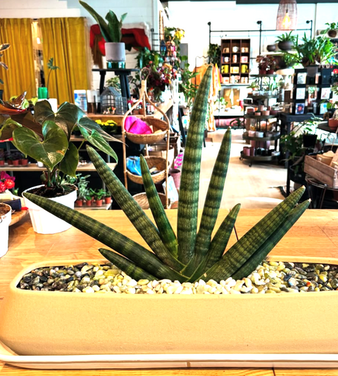Plant Arrangement
