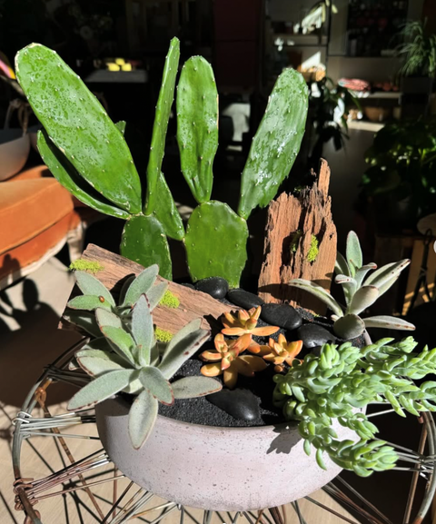 Plant Arrangement