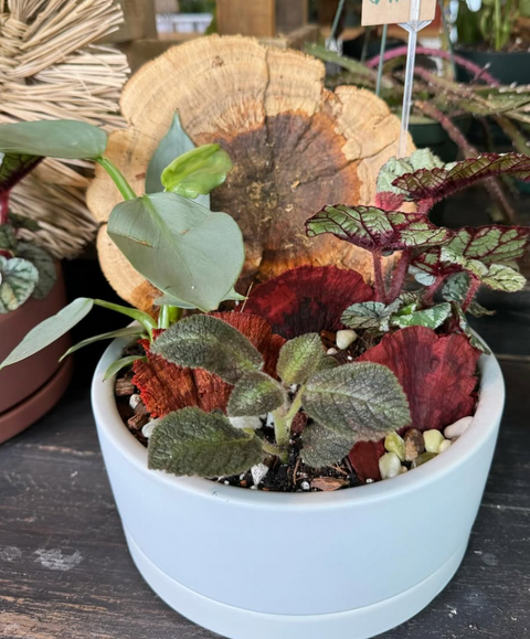 Plant Arrangement