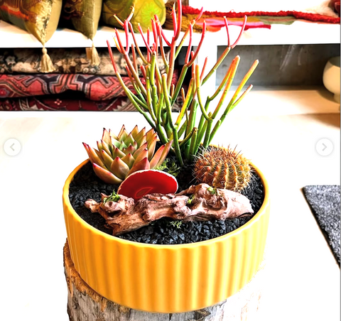 Plant Arrangement