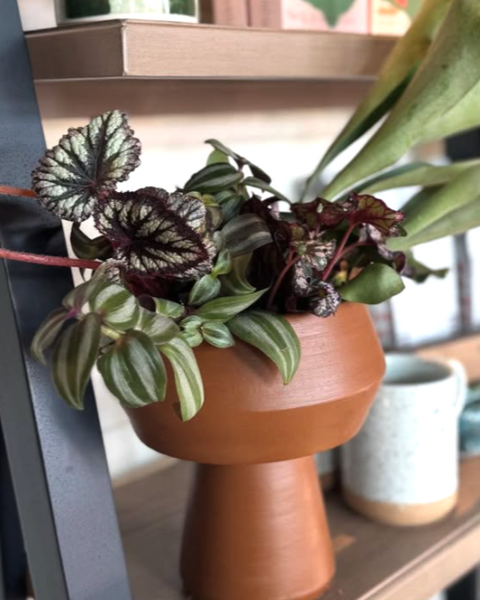 Plant Arrangement