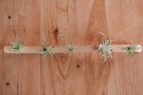 Large Wave Air Plant Hanger