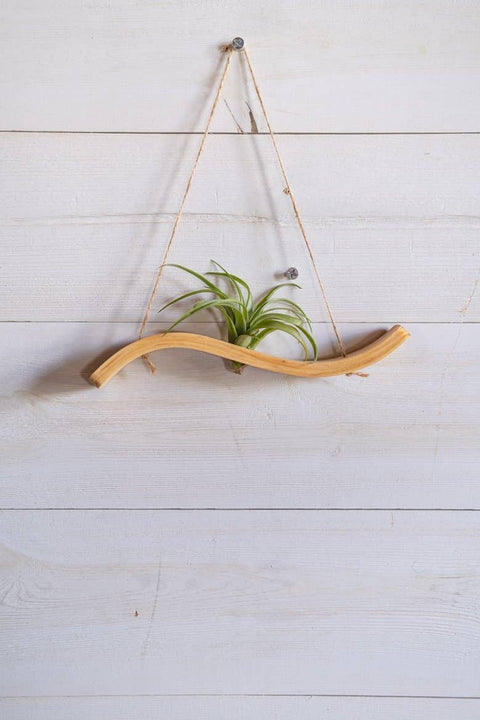 Mini Wave Air Plant Hanger, Air Plant Display, Mini Wave, Air Plant Hanger, Mini Plant Hanger, Bent Wood
