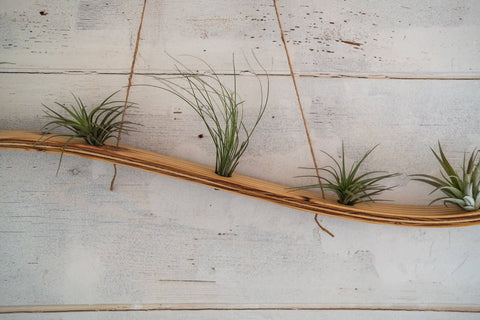 Large Wave Air Plant Hanger