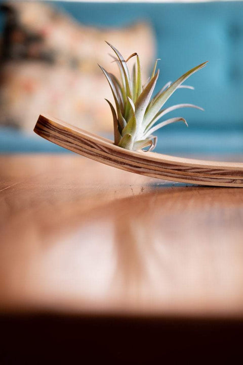 Large Wave Air Plant Hanger