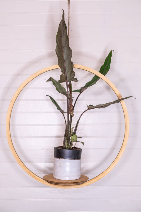 Large Bubble Hanging Planter: Natural Pine