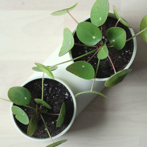 Double Planter: Dune