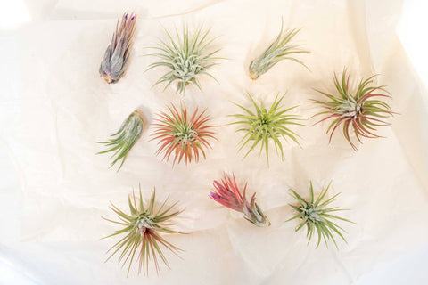 Assorted Tillandsia Ionantha Air Plants (24)