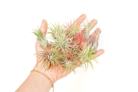 Mini Tillandsia Ionantha Air Plant Pups (24)