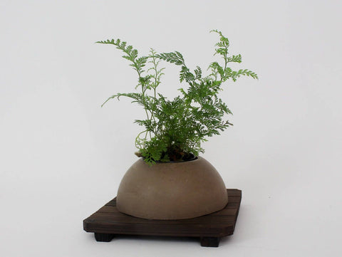 Dome Half Round Concrete Pot Planter : Gray