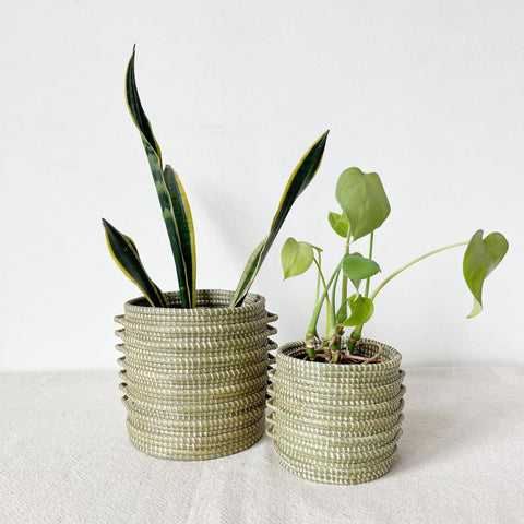 Sweetgrass Plant Basket: Kupanua: Large