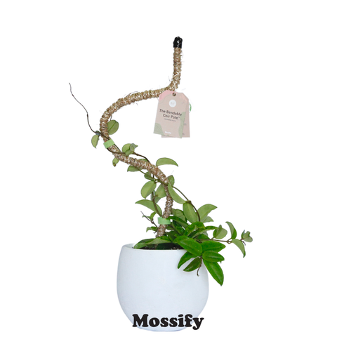 Original Bendable Coir Pole™ - Climbing Plants - Best Seller: 42" (Large)
